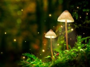 Health Benefits of Mushroom